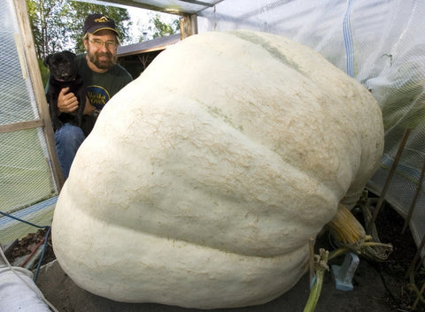VERY RARE Heirloom Organic Giant Show Winner Pumpkin Seeds, additional product view 2