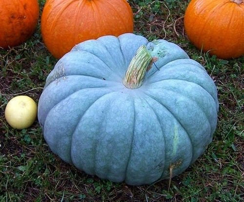 Very Rare Heirloom Organic Giant Show Winner Pumpkin seeds package, GrowTime Garden Supply