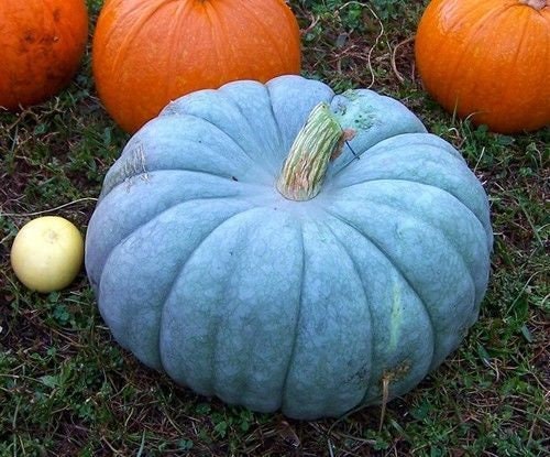 VERY RARE Heirloom Organic Giant Show Winner Pumpkin Seeds
