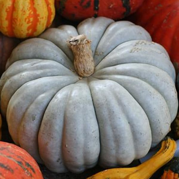 Load image into Gallery viewer, RARE Organic Heirloom Jarrahdale Pumpkin Seeds
