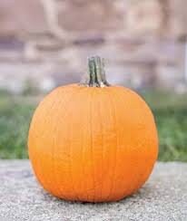 Heirloom Organic Cherokee Tan Bush Pumpkin seeds package, GrowTime Garden Supply