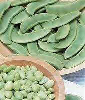 Heirloom Organic Willow Leaf Butter Pole Lima Speckled Bean Seeds, additional product view 2