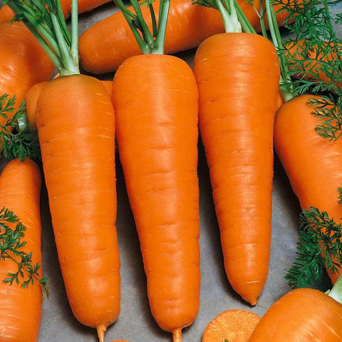 Heirloom Organic Chantenay Carrot seeds package, GrowTime Garden Supply