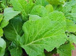 Heirloom Organic Florida Broadleaf Mustard seeds package, GrowTime Garden Supply