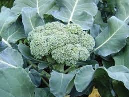 Heirloom Organic Calabrese Broccoli Seeds, additional product view 2