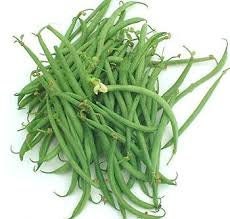 Heirloom Organic French Filet Bean Seeds, additional product view 2