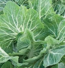 Heirloom Organic Early Hanover Kale seeds package, GrowTime Garden Supply