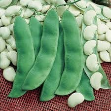 Heirloom Organic King Of The Garden Pole Bean Lima Bean Seeds, additional product view 2