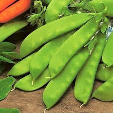 Organic Oregon Sugar Pod Pea Seeds, additional product view 2