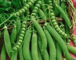 Heirloom Organic Lincoln Homesteader Pea Seeds, additional product view 2
