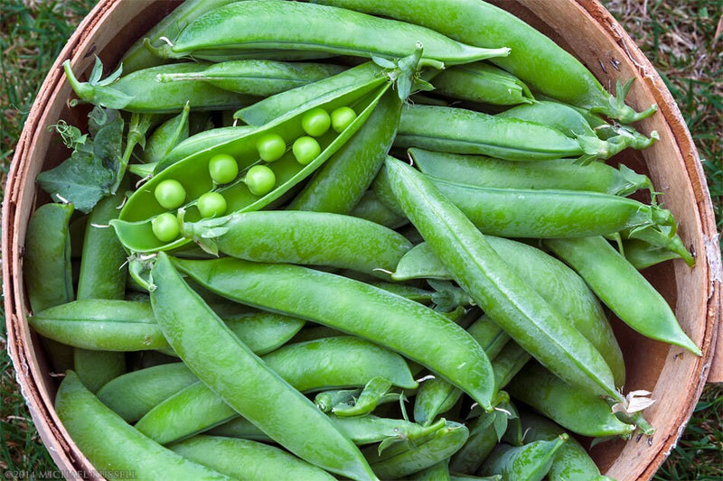 Load image into Gallery viewer, Heirloom Organic Lincoln Homesteader Pea Seeds

