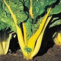 Load image into Gallery viewer, Heirloom Organic Golden Sunrise Swiss Chard Seeds
