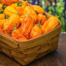 Heirloom Organic Orange Pepperoncini seeds package, GrowTime Garden Supply