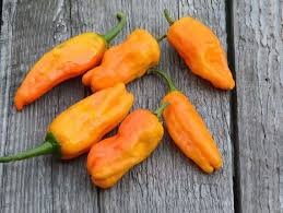Heirloom Organic Orange Pepperoncini (Very Old Italian Pepper) Seeds, additional product view 2