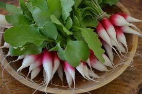 Load image into Gallery viewer, Heirloom Organic French Dressing Radish Seeds
