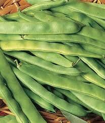 Heirloom Italian Garden Bush Bean Seeds, additional product view 2