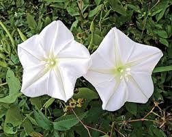 Heirloom Organic Moonflower Vine seeds package, GrowTime Garden Supply