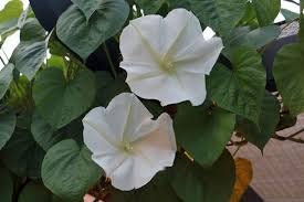 Heirloom Organic MoonFlower Vine Seeds, additional product view 2