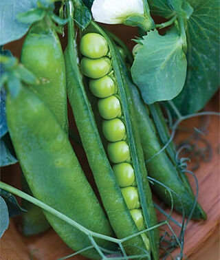 Heirloom Organic Easy Peasy Peas / English Pea Seeds, additional product view 2