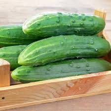 Heirloom Organic Spacemaster Bush-Type Cucumber Seeds, additional product view 2