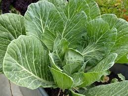 Heirloom Organic Vates Collards Seeds, additional product view 2