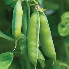 Heirloom Organic Blue Bantam Pea Seeds, additional product view 2