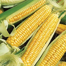 Heirloom Organic Golden Queen Corn Seeds, additional product view 2