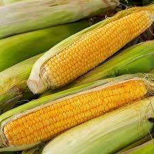 Organic Early Sunglow Sweet Corn Seeds, additional product view 2
