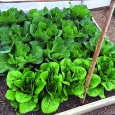 Heirloom Organic Giant Romaine Caesar Lettuce seeds package, GrowTime Garden Supply