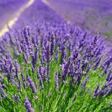 Heirloom Organic English Lavender Seeds, additional product view 2