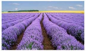 Load image into Gallery viewer, Heirloom Organic English Lavender Seeds

