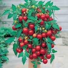 Heirloom Organic Heirloom Organic Tumbler Tomato Seeds (The Best Tomato On Earth For Hanging Baskets), additional product view 2