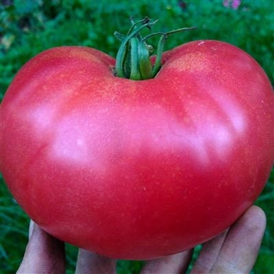 VERY RARE Organic Heirloom Rose De Summer Tomato Seeds, additional product view 2