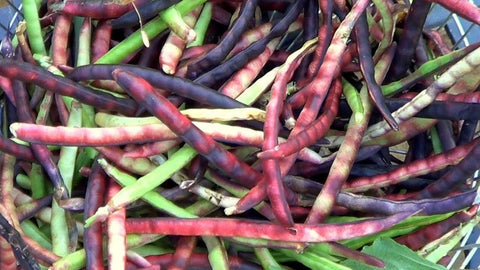 Organic Heirloom Purple Coronet Southern Pea (Cowpea) Seeds, additional product view 2