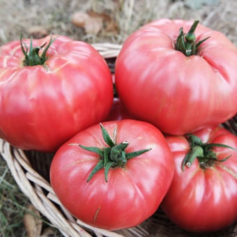 Heirloom Organic Pink Tiffen Mennonite Tomato seeds package, GrowTime Garden Supply
