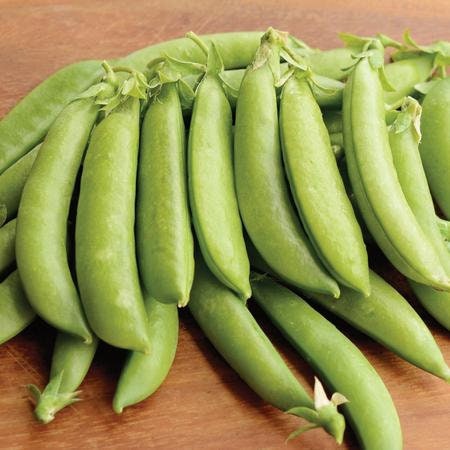 Heirloom Organic Sugar Daddy Stringless Pea Seeds