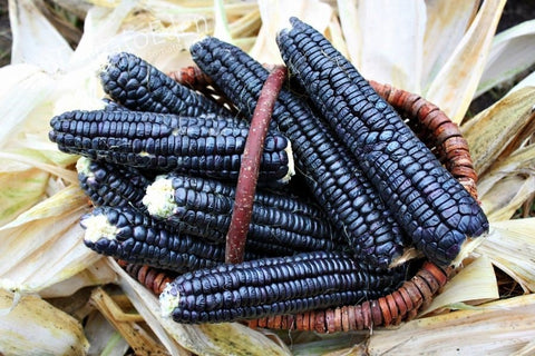 Rare Heirloom Organic Black Aztec Corn seeds package, GrowTime Garden Supply