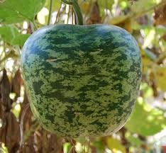 Load image into Gallery viewer, RARE Heirloom Organic Apple Gourd Seeds

