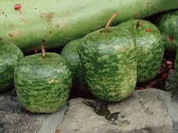 RARE Heirloom Organic Apple Gourd Seeds, additional product view 2