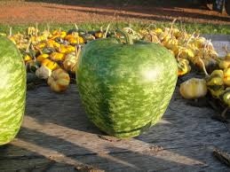 Rare Heirloom Organic Apple Gourd seeds package, GrowTime Garden Supply