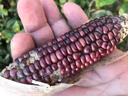 Load image into Gallery viewer, RARE Heirloom Organic Peruvian purple Corn Seeds (Maiz Morado or Incan Ceremonial Maiz)
