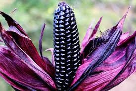 Rare Heirloom Organic Peruvian Purple Corn seeds package, GrowTime Garden Supply