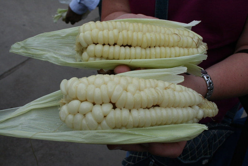 Load image into Gallery viewer, RARE Heirloom Organic Incan Cuzco Maize Seeds !!!WORLD'S LARGEST!! Giant White Peruvian Sweet Corn Seeds
