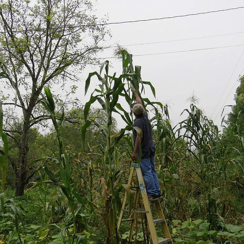 RARE Heirloom Organic Incan Cuzco Maize Seeds !!!WORLD'S LARGEST!! Giant White Peruvian Sweet Corn Seeds, additional product view 2