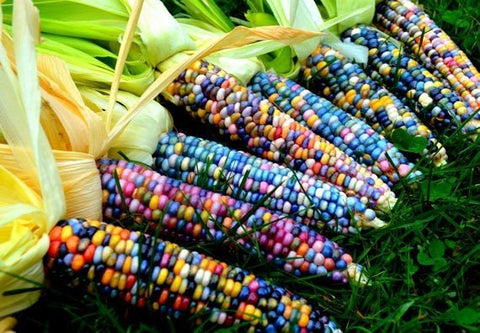 Heirloom Organic Indian Corn Seeds (Aka Glass Gem Corn), additional product view 2