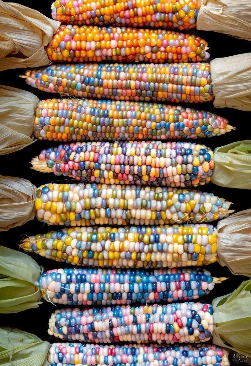 Load image into Gallery viewer, Heirloom Organic Indian Corn Seeds (Aka Glass Gem Corn)
