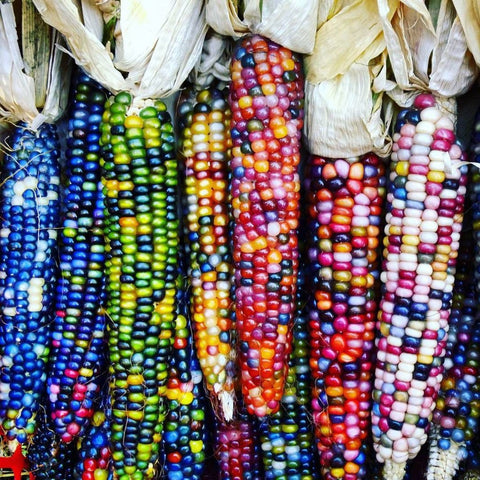 Heirloom Organic Indian Glass Gem Corn seeds package, GrowTime Garden Supply