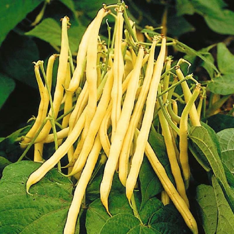 Load image into Gallery viewer, Heirloom Organic Yellow Pencil Pod Bush Bean Seeds
