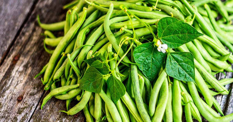 Organic Heirloom Top Crop Bush Bean seeds package, GrowTime Garden Supply