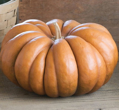 Rare Heirloom Organic Cinderella Pumpkin seeds package, GrowTime Garden Supply
